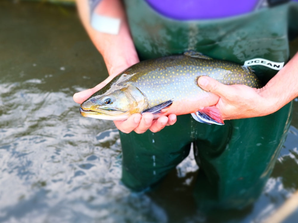 Frischer Bio-Saibling von Decleva’s Alpenfisch. Nachhaltige Fischzucht aus Österreich, verwendet für Genusskoarls Bio-Fischsauce.