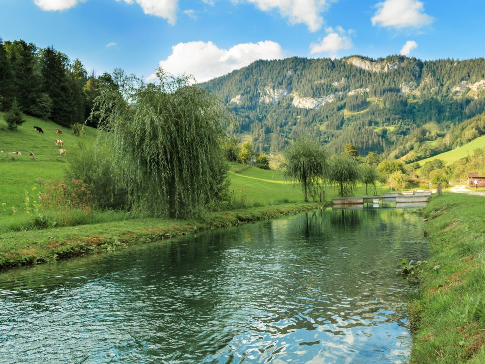 Biologische Fischzucht in Mariazell mit Rinderweide und blauen Himmel