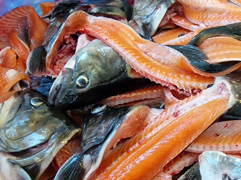 Frische Bio-Fischkarkassen von Forelle & Saibling: nachhaltiger Rohstoff für unsere Bio-Fischsauce