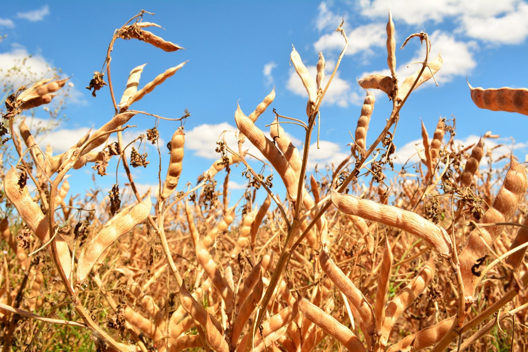Trockene Lupine in Hülsen auf dem Acker