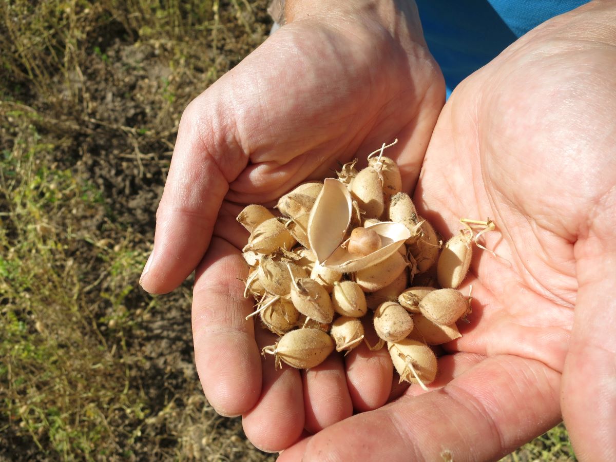 Kichererbsen in der Hand, teilweise noch in der Hülse aus Österreichischer biologischer Landwirtschaft