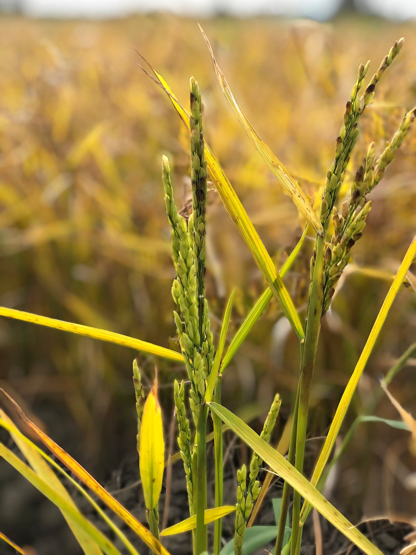 Reispflanze auf Acker mit grünen Halmen und Rispen – Bio-Reisanbau in österreichischer Region, Ursprung für Genusskoarl Shiro Miso.