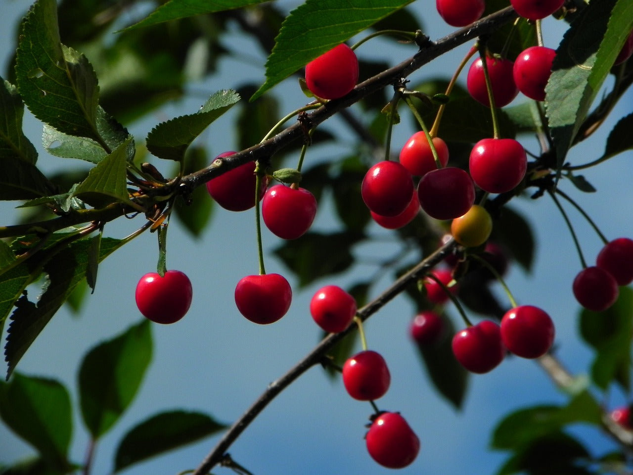 rote Sauerkirschen auf einem Baum vor einem blauen Himmel