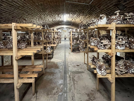 Pilzbrüder × Genusskoarl: Wenn ein Wiener Keller zum Miso führt