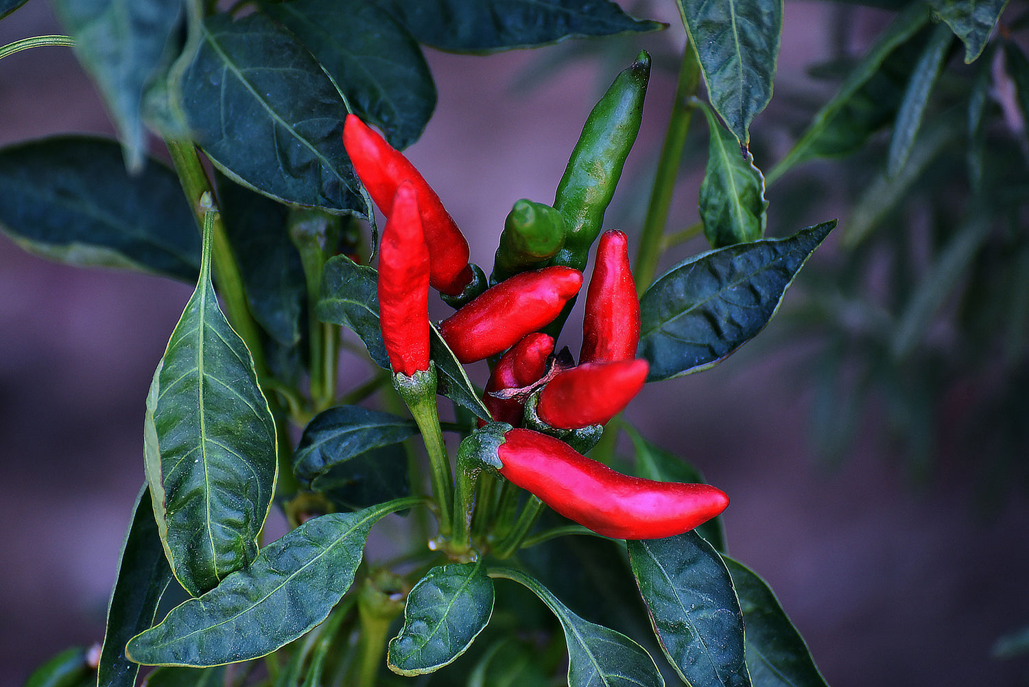 Rote Chili Schoten auf der Pflanze