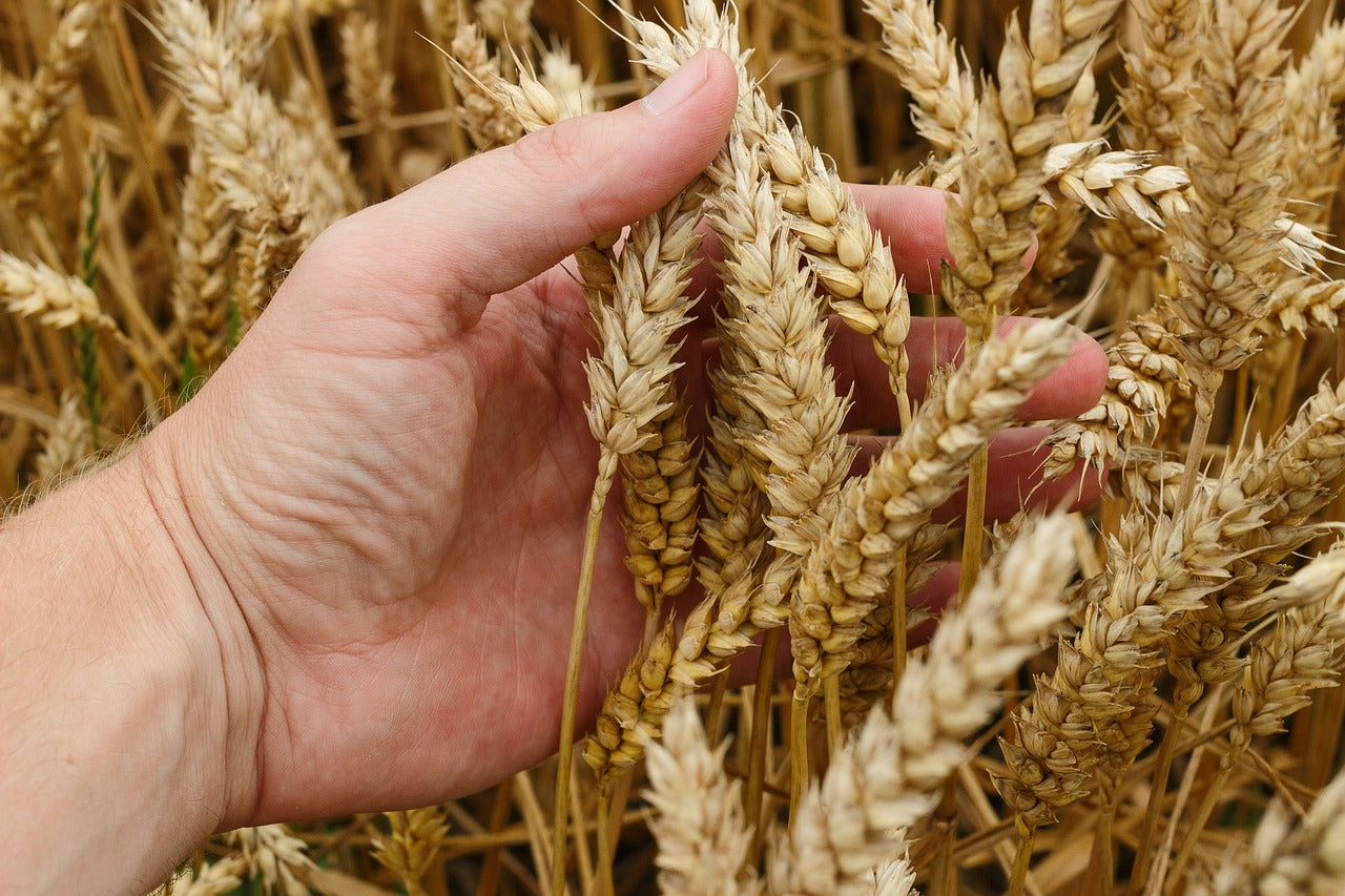 einige Weizenehren in einer Hand auf einem Weizenfeld